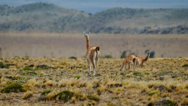 The herd of vicugna, Lama vicugna, or vicuna graze on the Patagonian steppe with snow caped mountains on the background