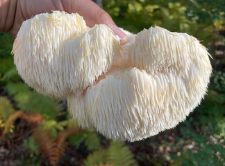 Lion's Mane mushroom on oak tree in the autumn forest. ( Hericium erinaceus )   © IgorCheri