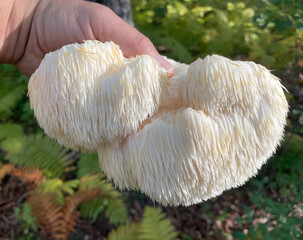 Lion's Mane mushroom on oak tree in the autumn forest. ( Hericium erinaceus )   © IgorCheri