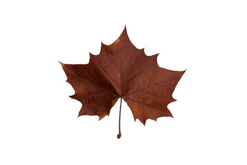 Dorsal side of dried brown autumn maple leaf isolated on white background. Upper surface maple leaf.