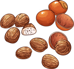 Shea Nuts Colored Detailed Illustration. Ingredient for cosmetics, spa, aromatherapy, health care, alternative medicine