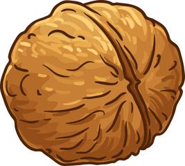 Walnut Colored Detailed Illustration. Organic natural nutritional healthy food ingredient, vegetarian diet product. 