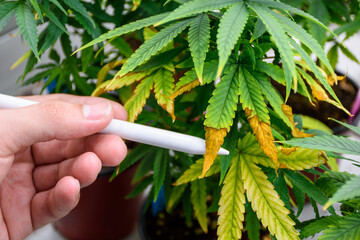 Close up hand holding a pen points to the wilting leaves and leaf blight of a cannabis plant in pot...