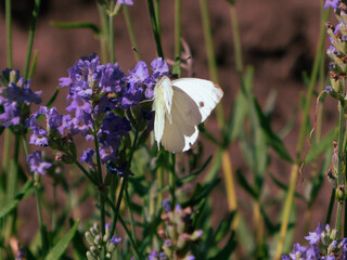 White butterfly on lavender