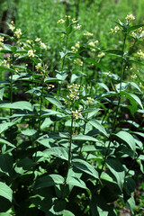 In spring, Vincetoxicum hirundinaria blooms in the forest