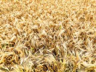 Rural scenery. Background of ripening ears of wheat field and sunlight. Crops field. Selective focus. Field landscape.