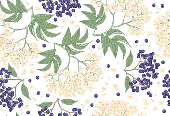 Elderflower blossom seamless pattern. Elderberry, sambucus flowers hand drawn. Vector illustration vintage.
