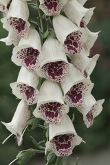 Foxgloves