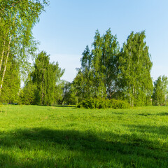 trees in the field
