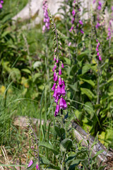 Obraz premium A purple flower with pink petals is growing in a field