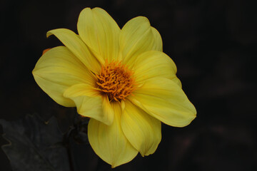  a yellow dahlia