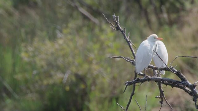 2 Cattle Egrets on a Tree Branch Close Up Static