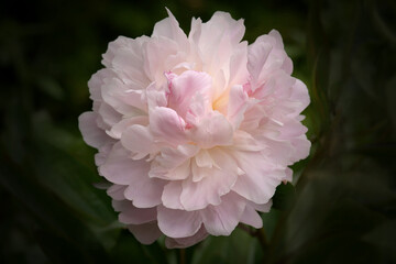 A Pale Pink Peony