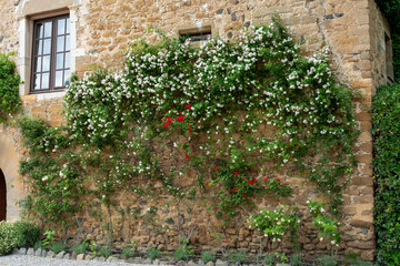 Red and white rose bushes on an old brick yellow wall. Classical, medieval Spanish architecture detail.
