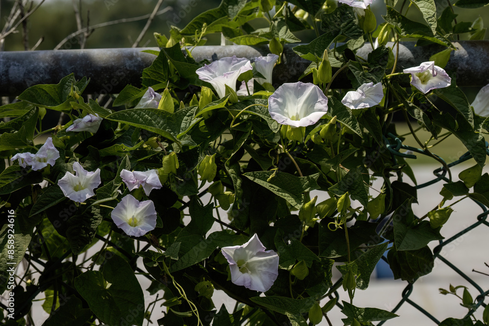 Canvas Prints Convolvulus. Species of flowering plants . Common names include bindweed and morning glory