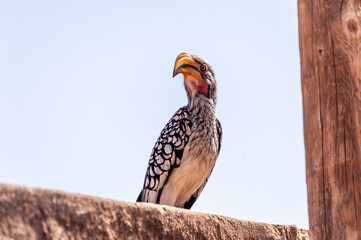 A Southern yellow-billed hornbill -Tockus leucomelas- sitting on a branch of a tree