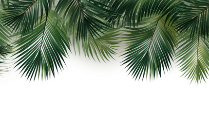 Naklejka premium Leaf minimal summer plant texture wallpaper banner panorama illustration - Tropical palm tree leaves isolated on white background, Generative AI