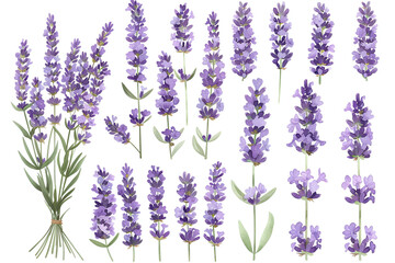 A set of lavender sprigs. Vector illustration isolated on a white background.	