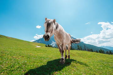 Interested Horse on a Hillside in the Mountain Landscape