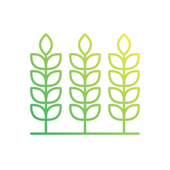 Wheat vector icon