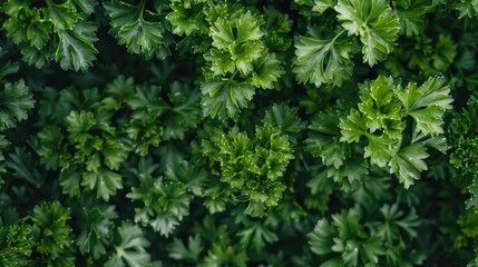 Green parsley in agriculture for detox with copy space top view