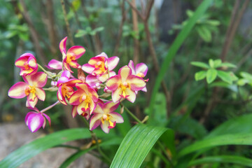 Pink Orchid flower or Spathoglottis plicata Blum blossom