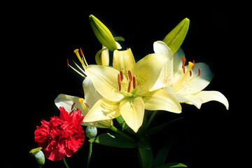 Obraz premium Colorful flowers in summer garden