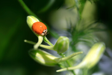 Colorful flowers in summer garden