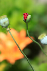 Colorful flowers in summer garden