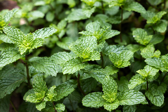 Close-up fresh papermint leaves in home-grown vegetable or backyard garden for cook or herb ingredient.