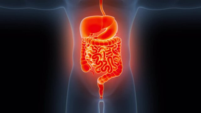 Human Digestive System Anatomy Animation Concept