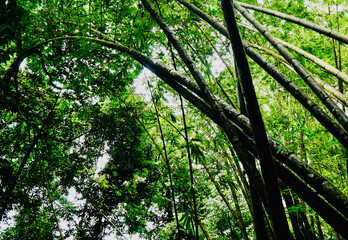 Obraz premium Bamboo and lush greenery inside MacRitchie Reservoir, Singapore