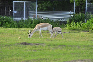 Animals - traditionally (since Aristotle) distinguished category of organisms, currently considered as a biological kingdom. Animals are the main object of study of zoology.