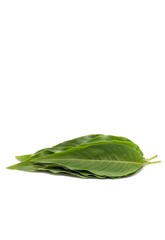 Vasaka Leaves or Malabar Nut Leaves Isolated on White Background with Copy Space, Also Known as Adulsa or Justicia Adhatoda, Uses Ayurvedic Herbal Medicine
