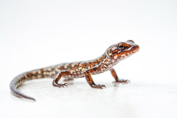 Fototapeta premium Close-up of a Red-cheeked Salamander
