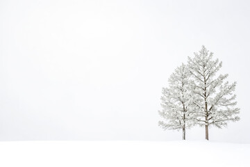 Two snow-covered trees in a white landscape