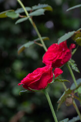 Obraz premium 雨上がりの深紅のバラの花 