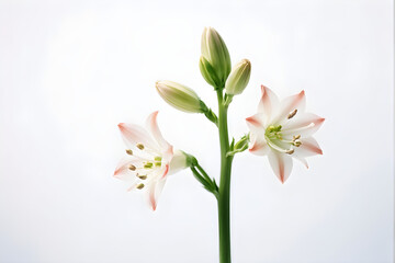 Tuberose flowers and buds isolated on white background