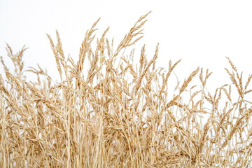 Fototapeta premium Dry Grass Blades Against White Background