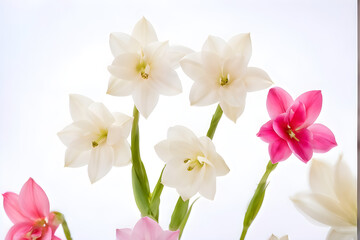 Tuberose flowers and buds isolated on white background