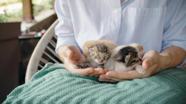 A bunch of tiny blind newborn kittens in human hands.