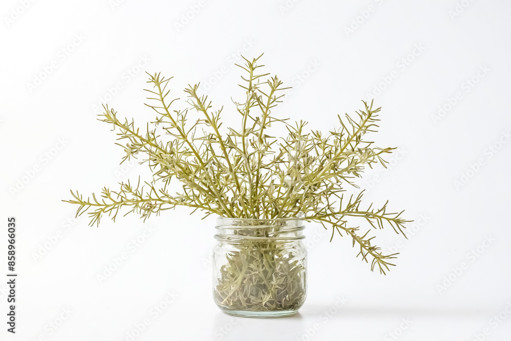 Poster Dried greenery in a glass jar on white background