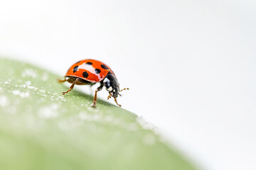 Fototapeta premium Ladybug on a Green Leaf