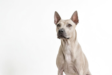 Thai Ridgeback Dog Portrait