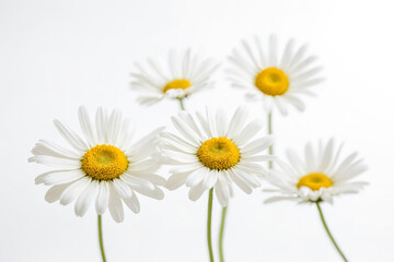 Fototapeta premium White Daisies on White Background