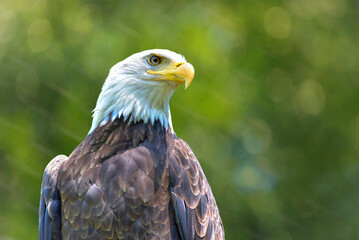 Bald Eagle at Northwest Trek