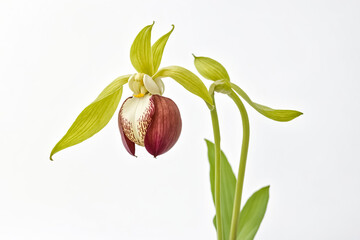 Lady Slipper Orchid Flower Isolated on White Background