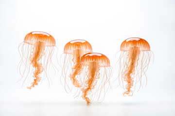 Orange Jellyfish Swimming in White Background