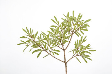 Fototapeta premium Green branch with leaves against white background