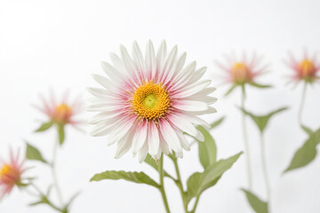 Close-up of a White and Pink Daisy with a Yellow Center
